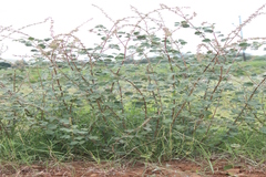 Triumfetta rotundifolia